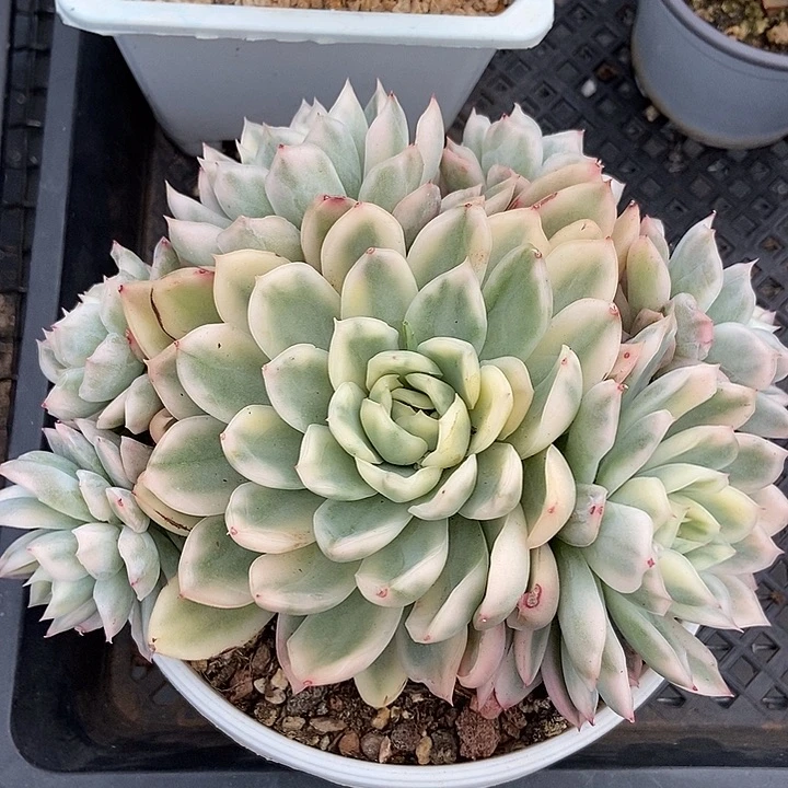 寒酥锦大群多肉植物