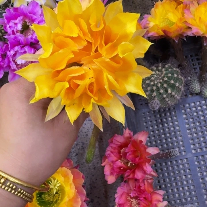 234彩草波浪歪无根侧牙4公分左右，20包邮