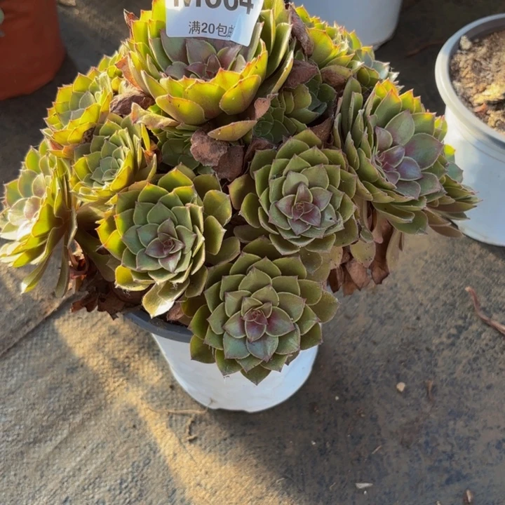 瑞妈多肉园艺664新版桃花石