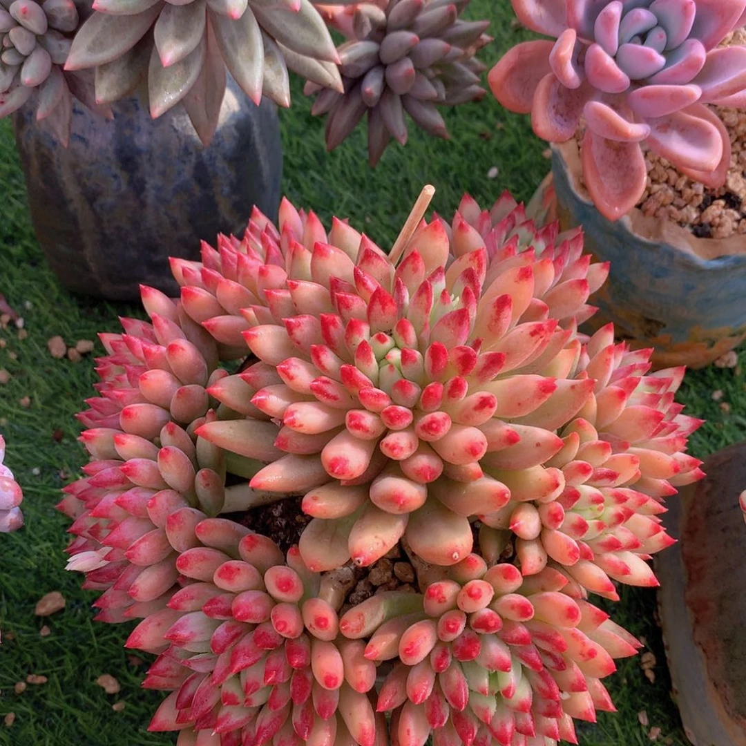 二代虞美人18 公分一物一拍