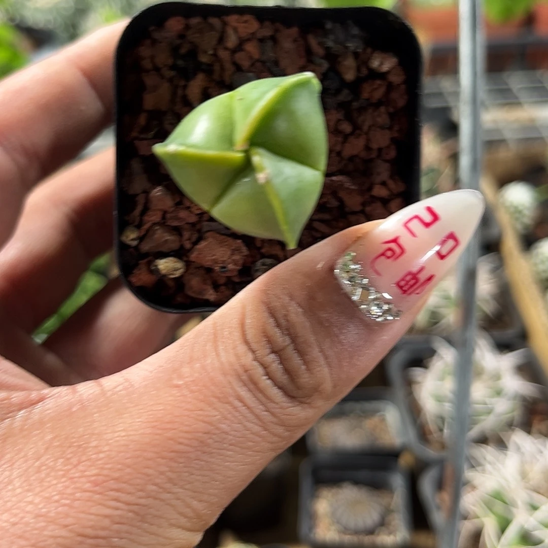 三角鸾凤玉单头发货