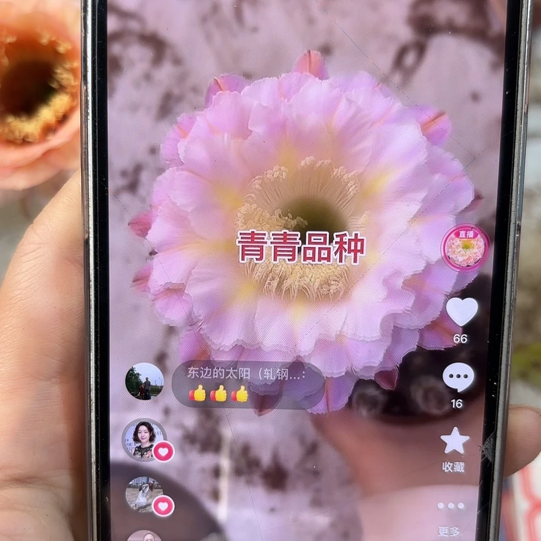 彩草紫霞5.5-6公分左右