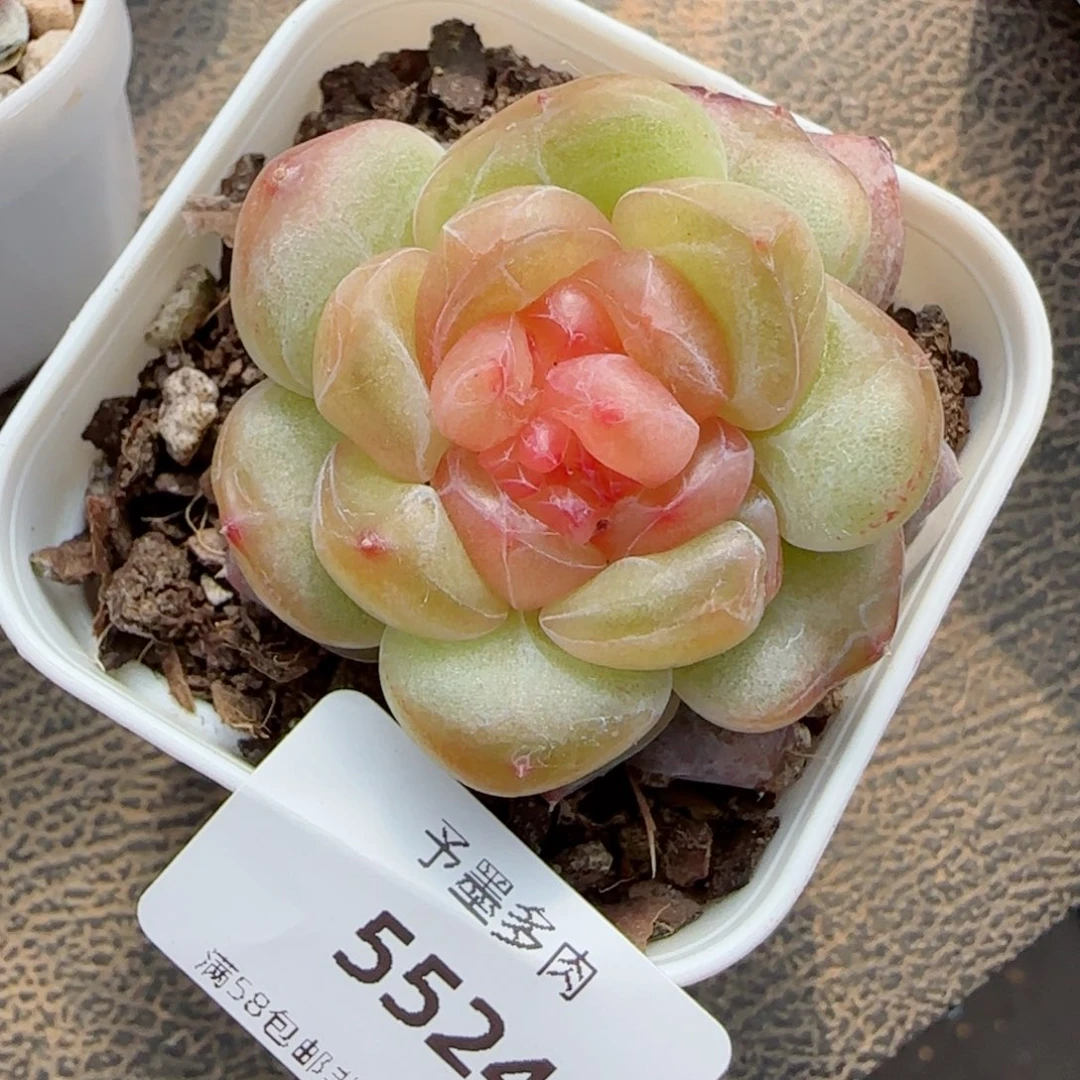双心，5524多肉植物