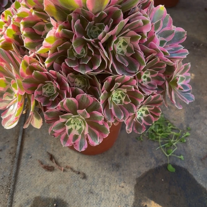 瑞妈，，。。。。925布。。