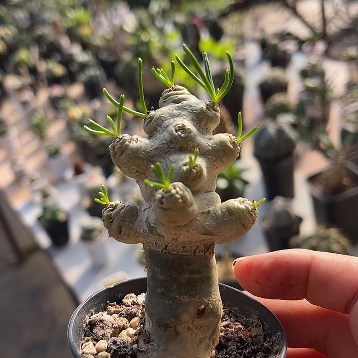 无花朵万物象块根一物一拍
