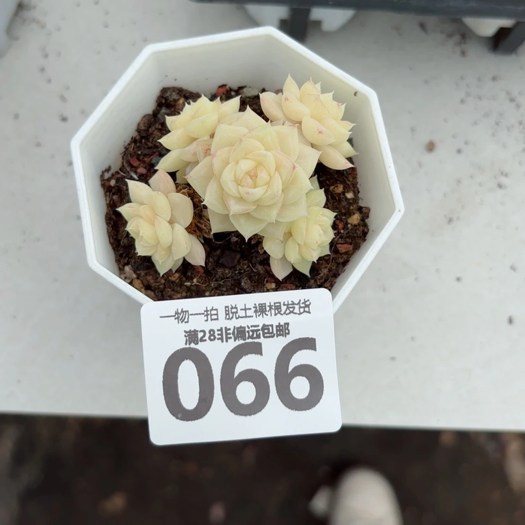 白天鹅麦秆无盆土发货