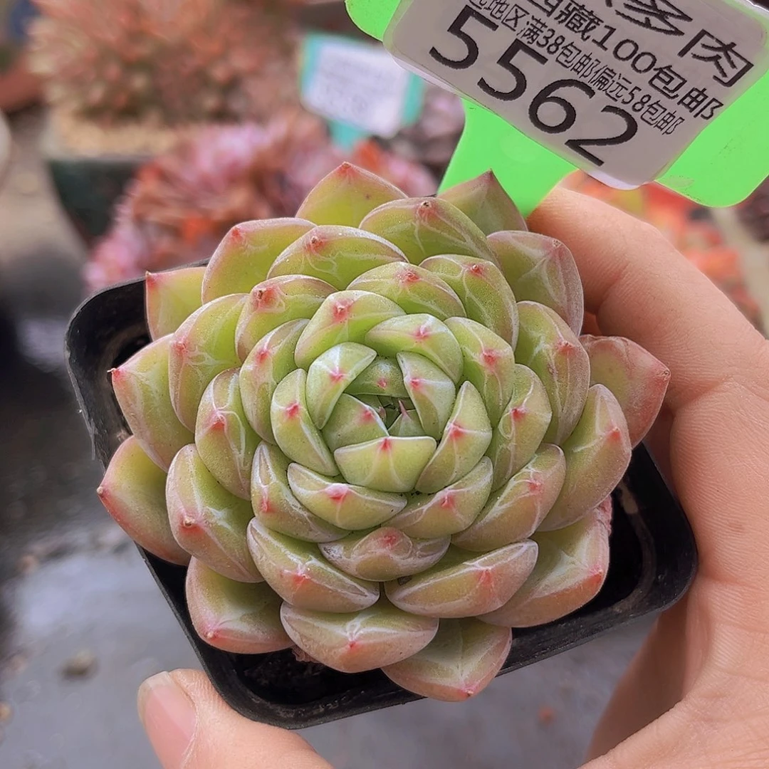 5562雪花珍妮7cm 多肉植物