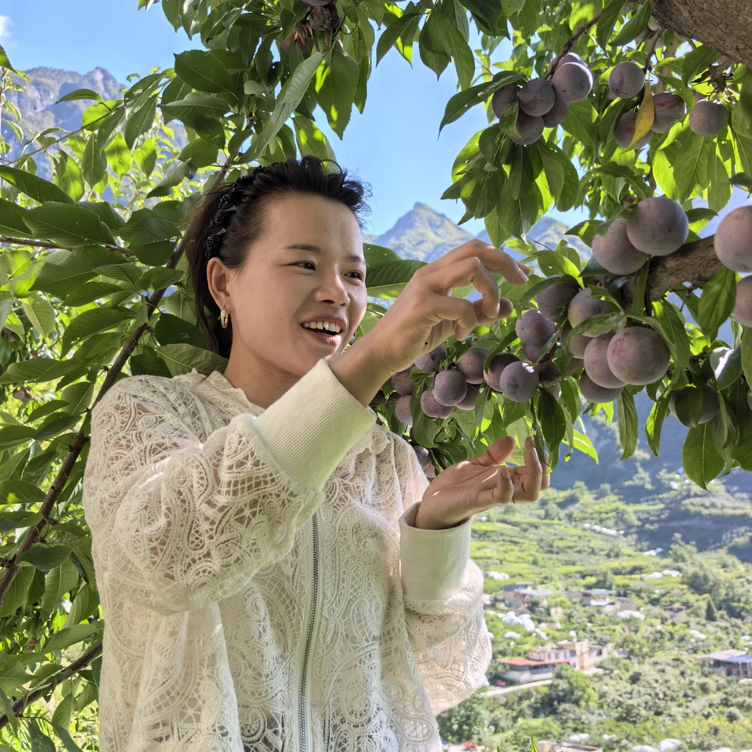 汶川高山红脆李，下单多送半斤，脆甜