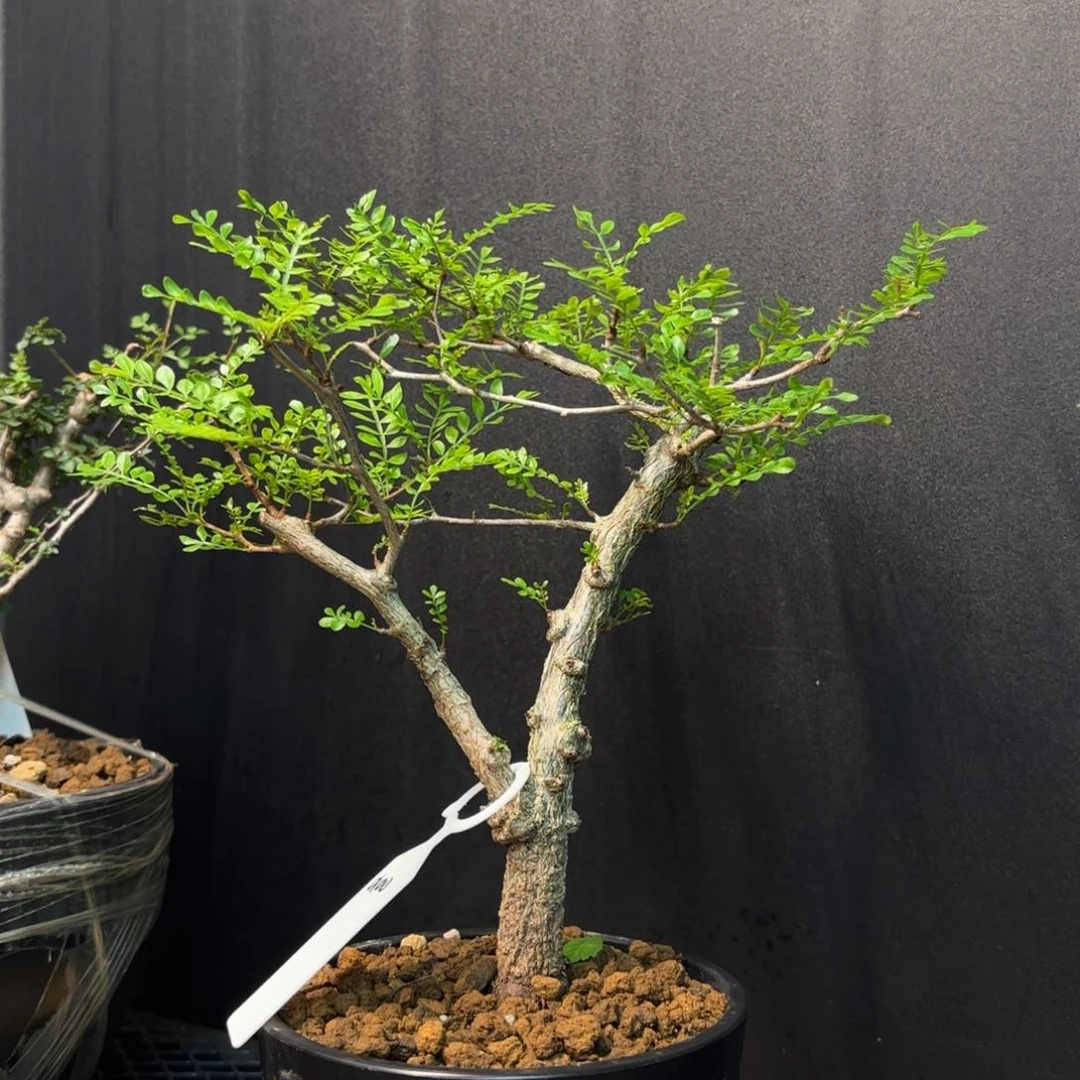 象足漆树带盆土。