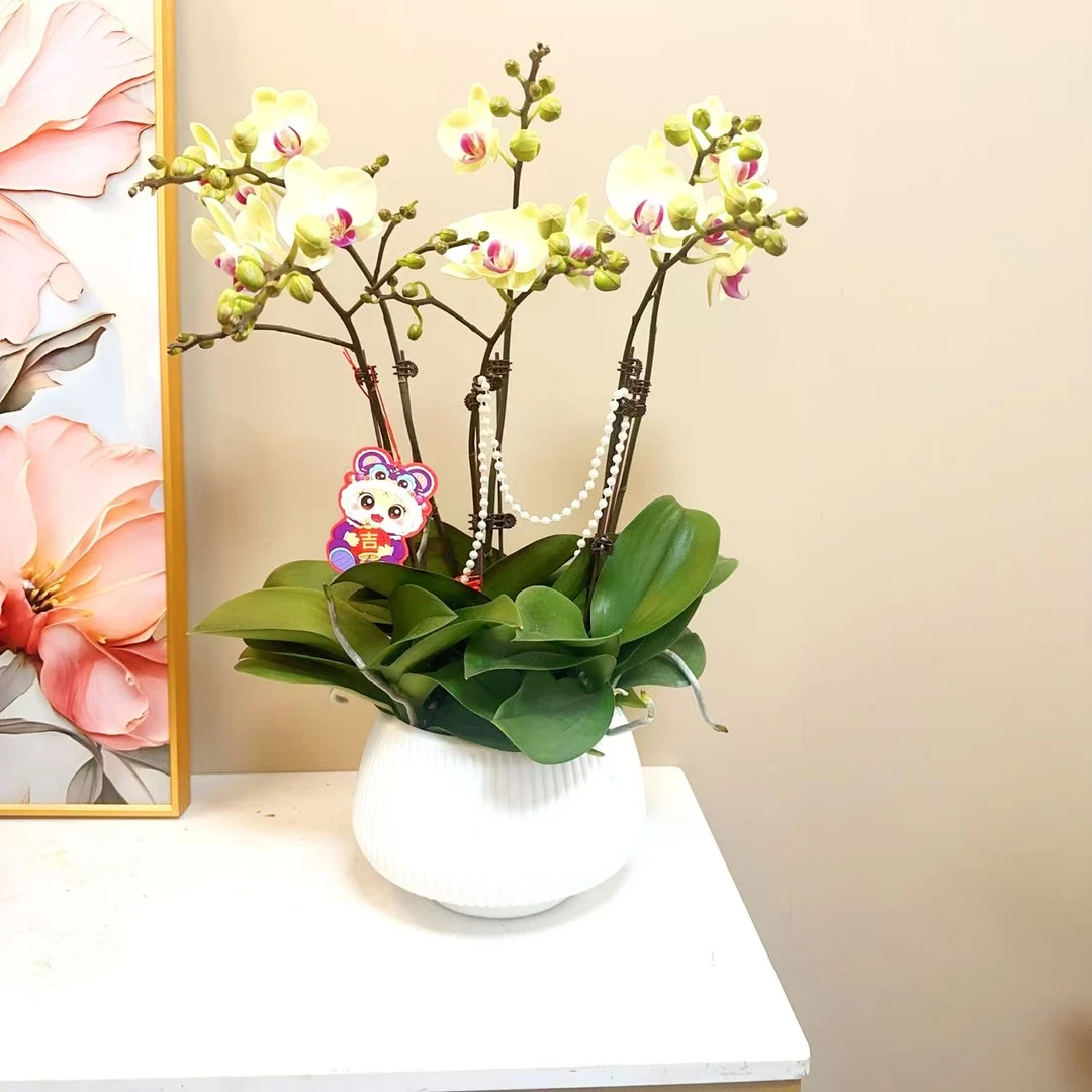 A级【青心】精品蝴蝶兰