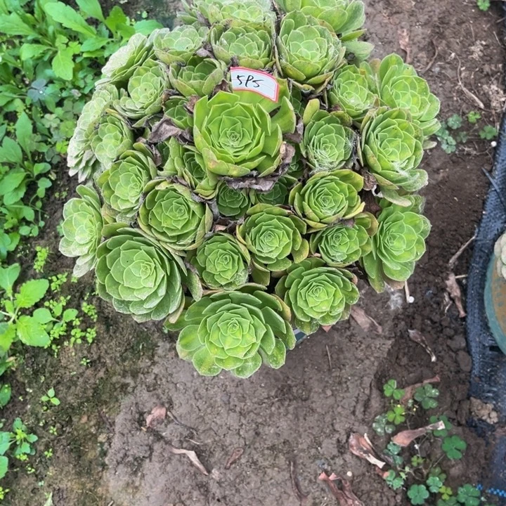(***)595抹茶多少植物法师