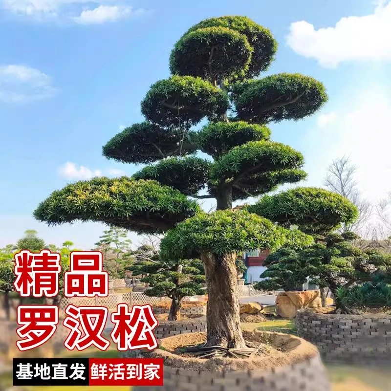 大型罗汉松造型树盆景老桩造型树办公室客厅庭院好养大绿植造型树