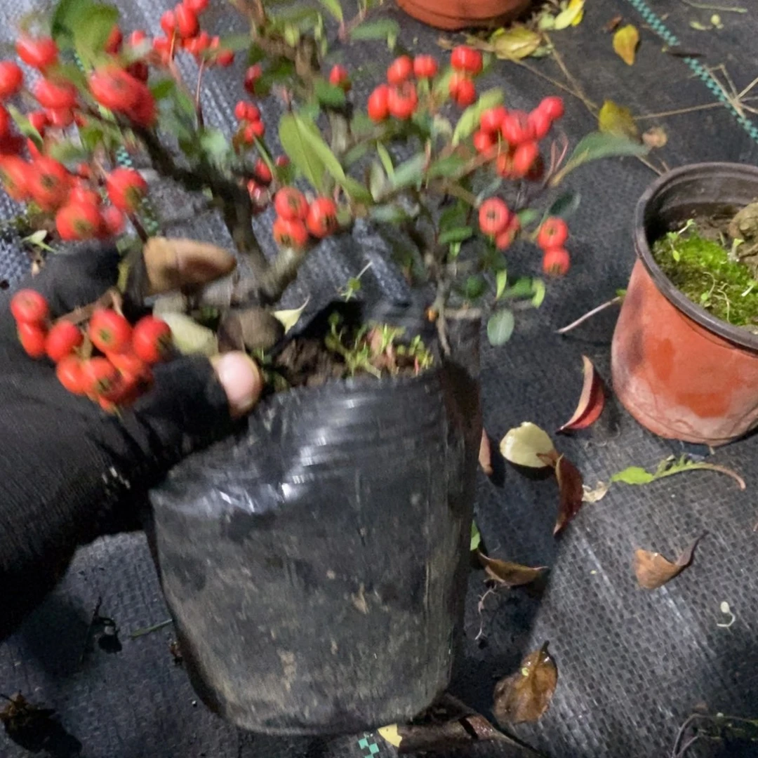 春***声无花朵盆景盆景20