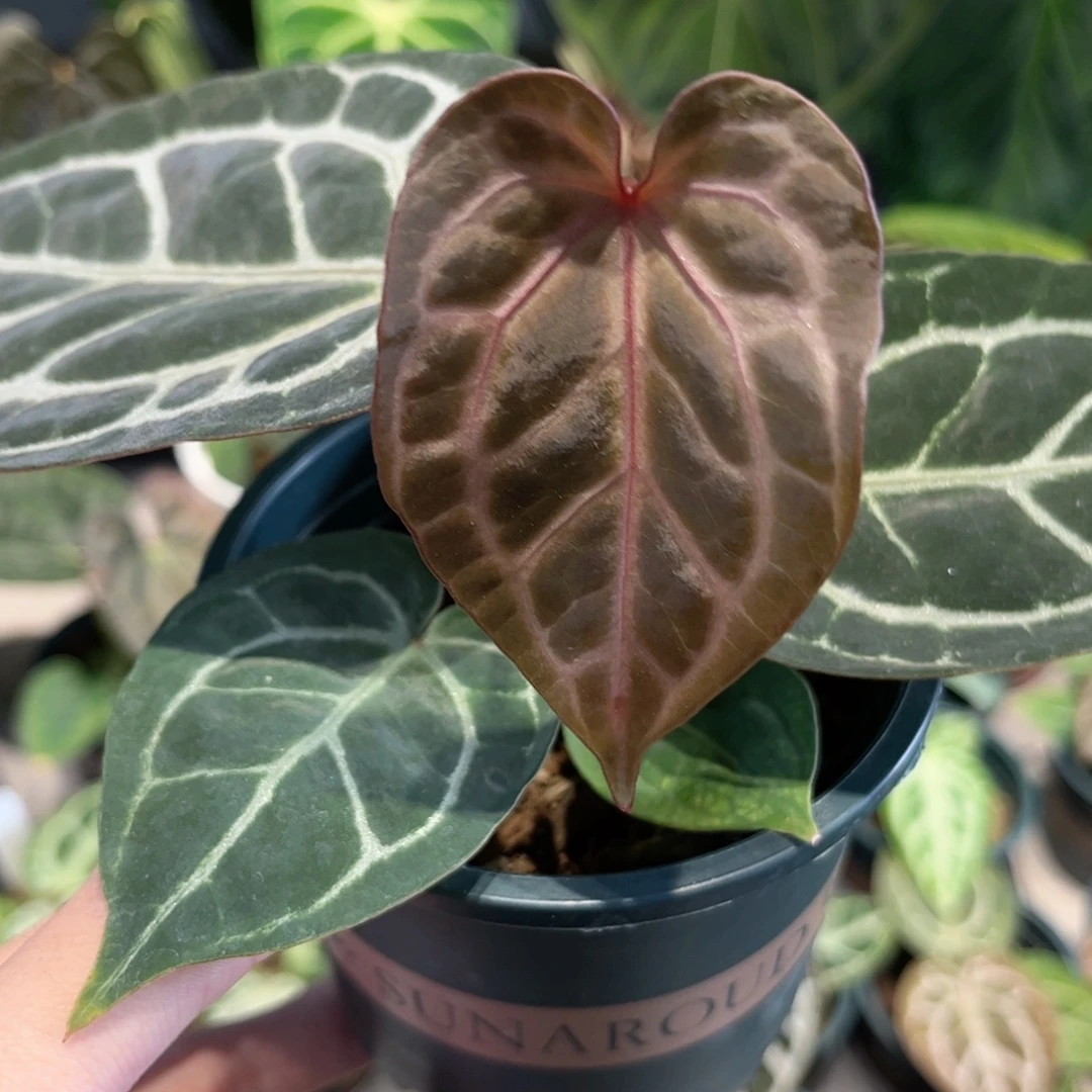 不开花植物红水晶杂