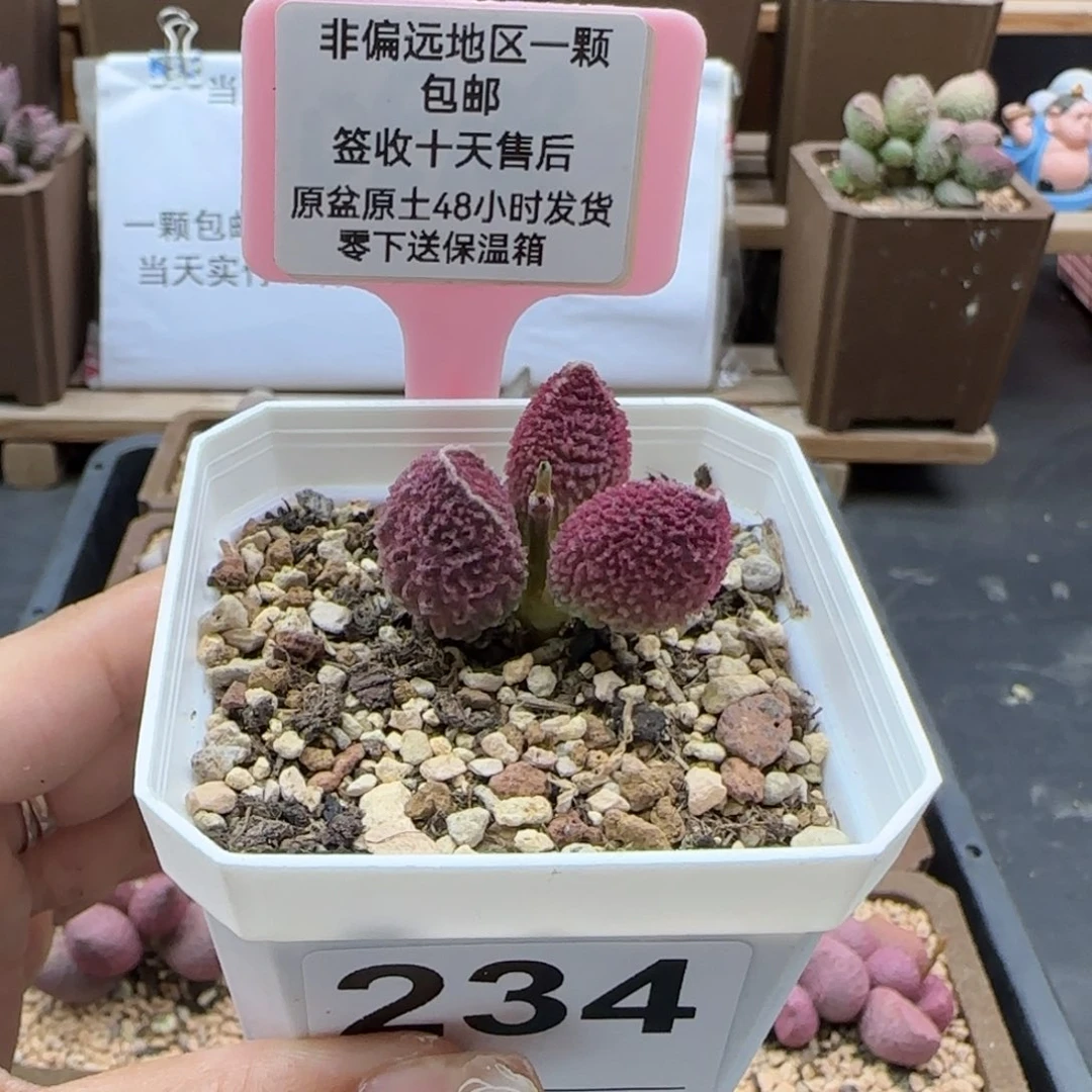 234胖伍多肉植物