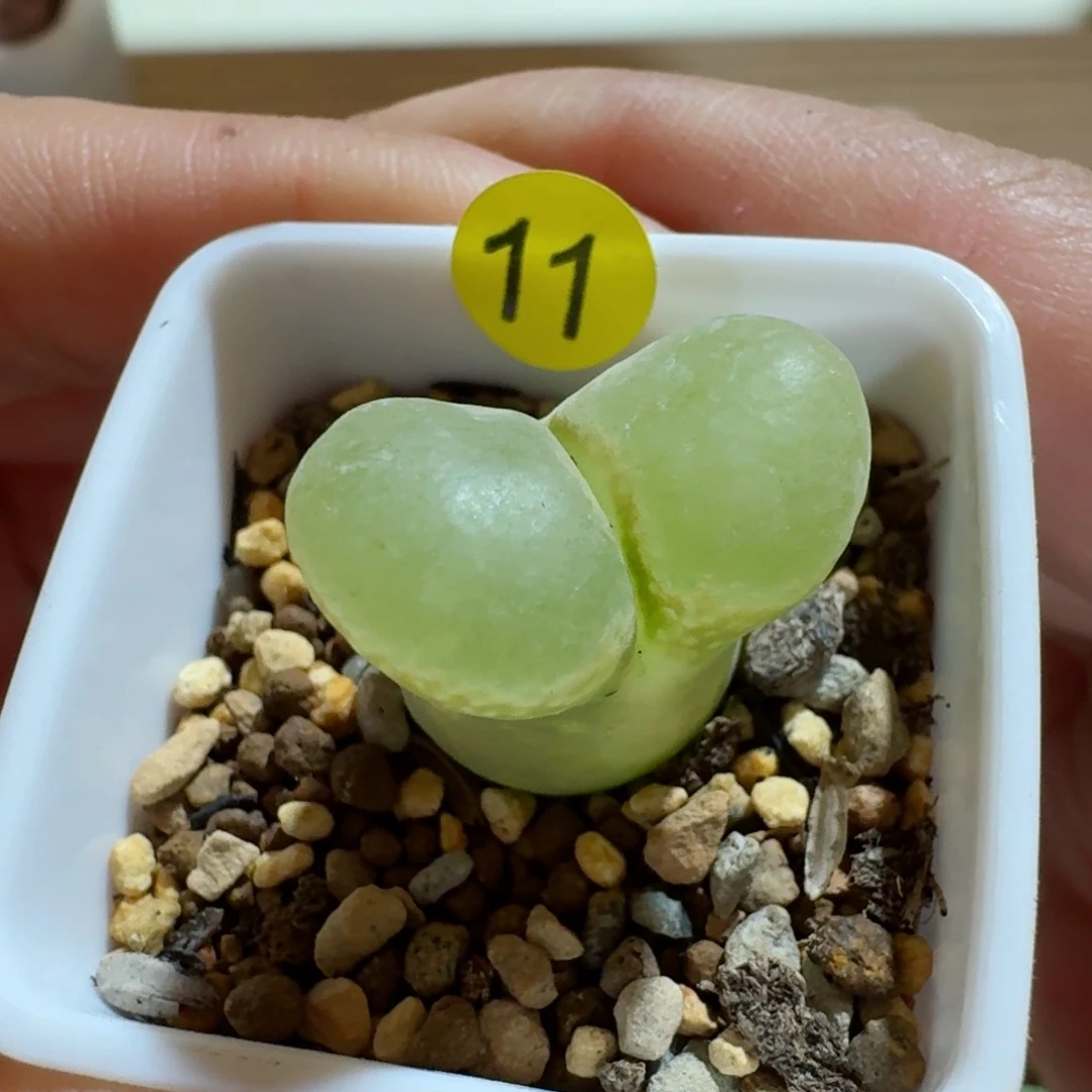 谜*王11.....多肉........