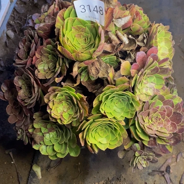 花月夜多肉断头不包3148