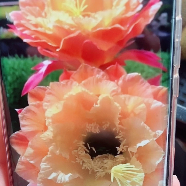 毛花柱歪歪侧芽拍一发