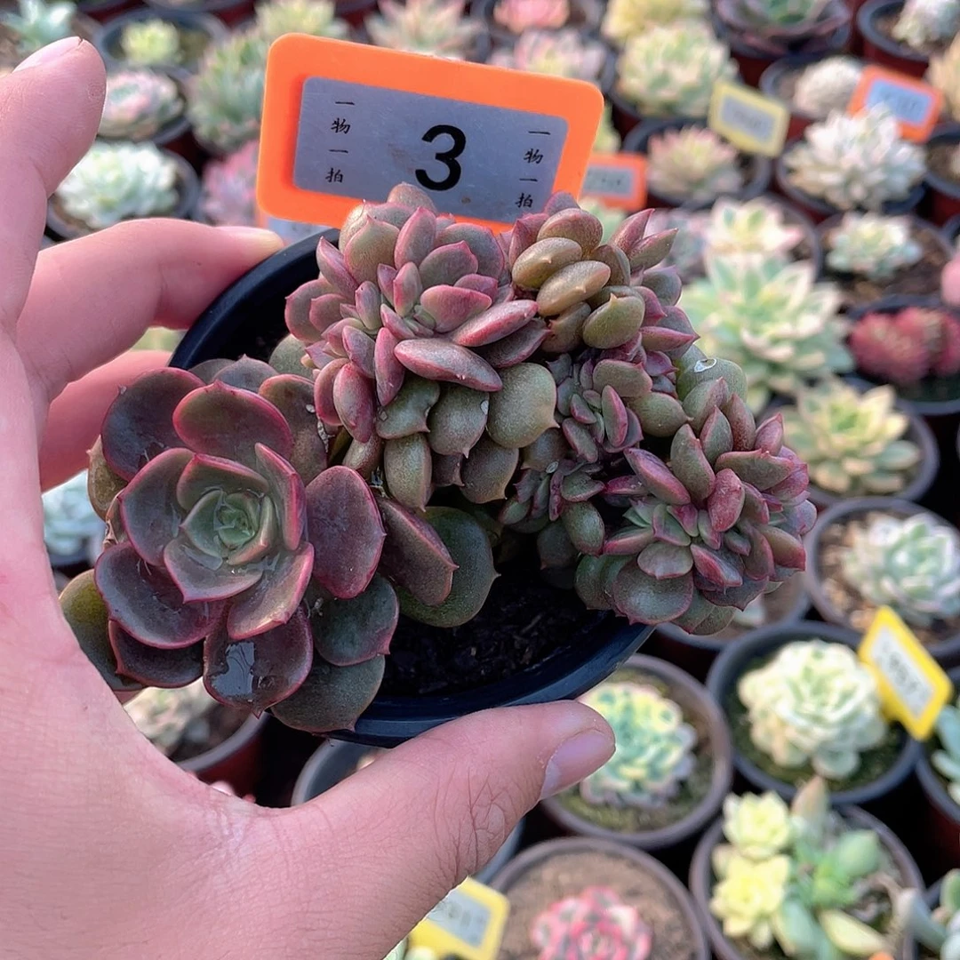 3号多肉植物盆栽植物