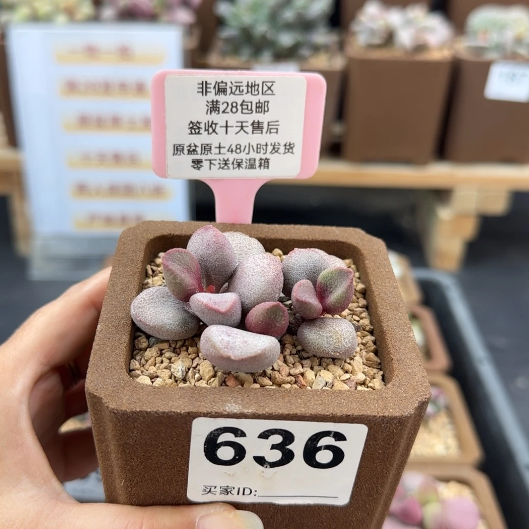 6366甜心多肉植物