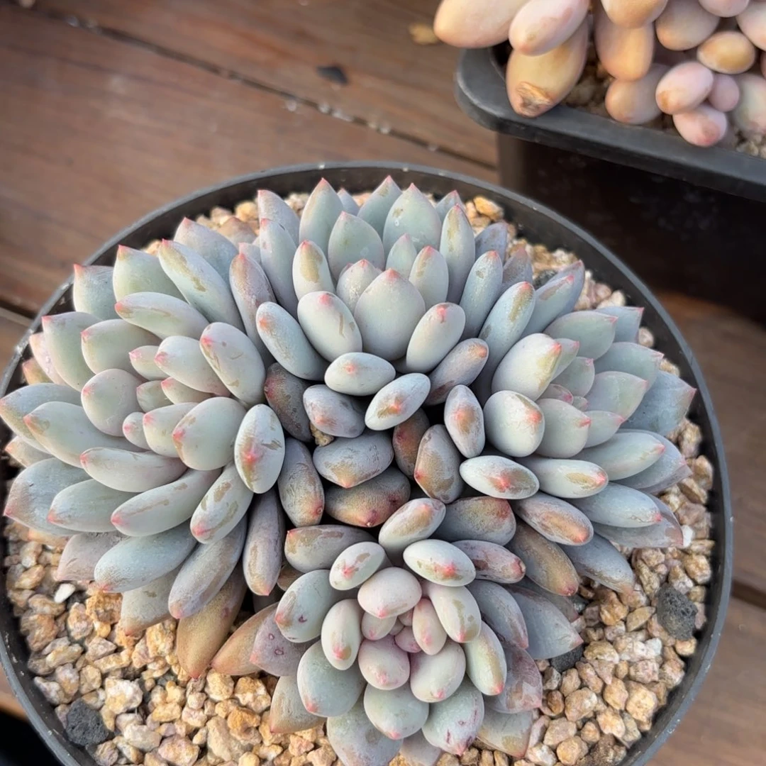 无花朵半夏群无砍111