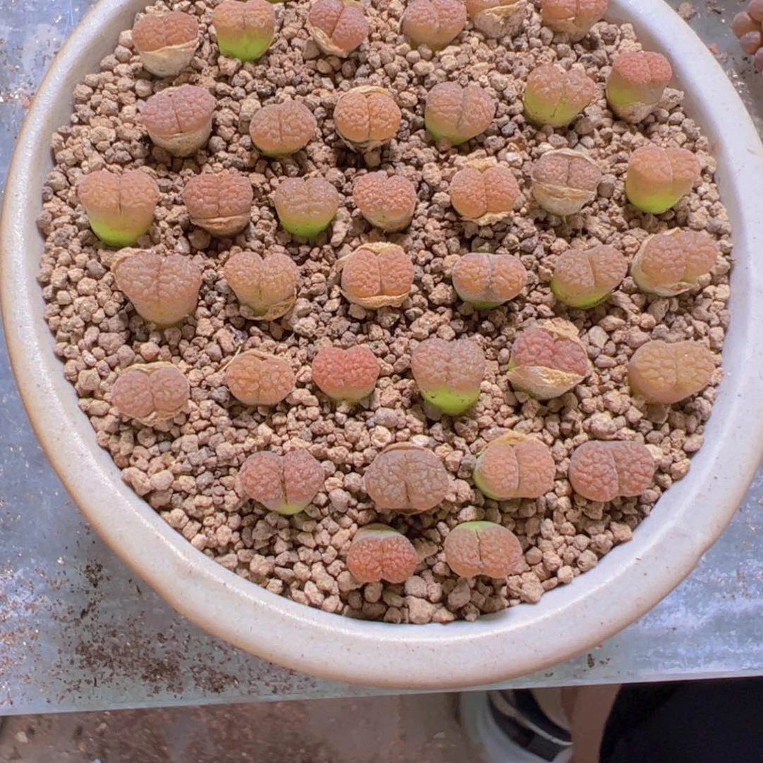 量拍超级蛋糕风铃5颗。多肉