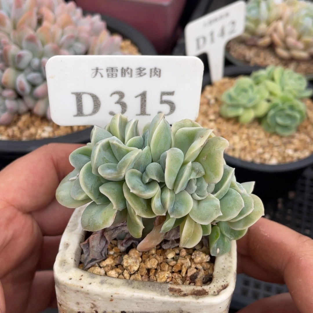 315可爱玫瑰缀不带盆8厘米