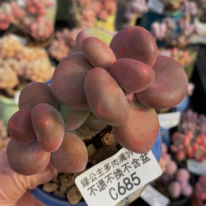 芒果奶6cm685多肉植物