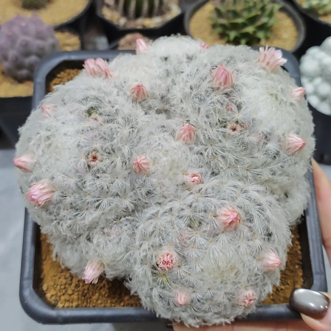 实生根粉花白星群生
