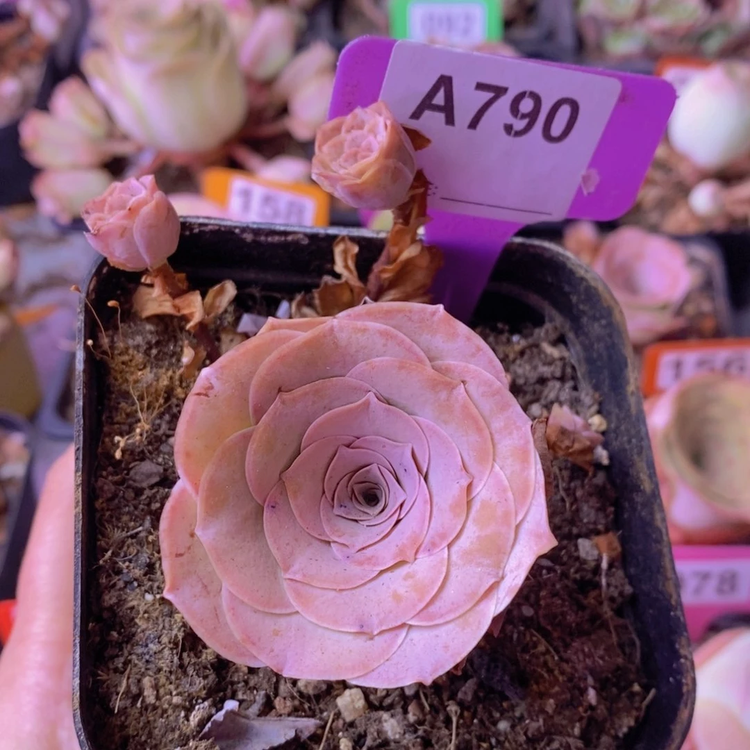 山地玫瑰一物一拍A790