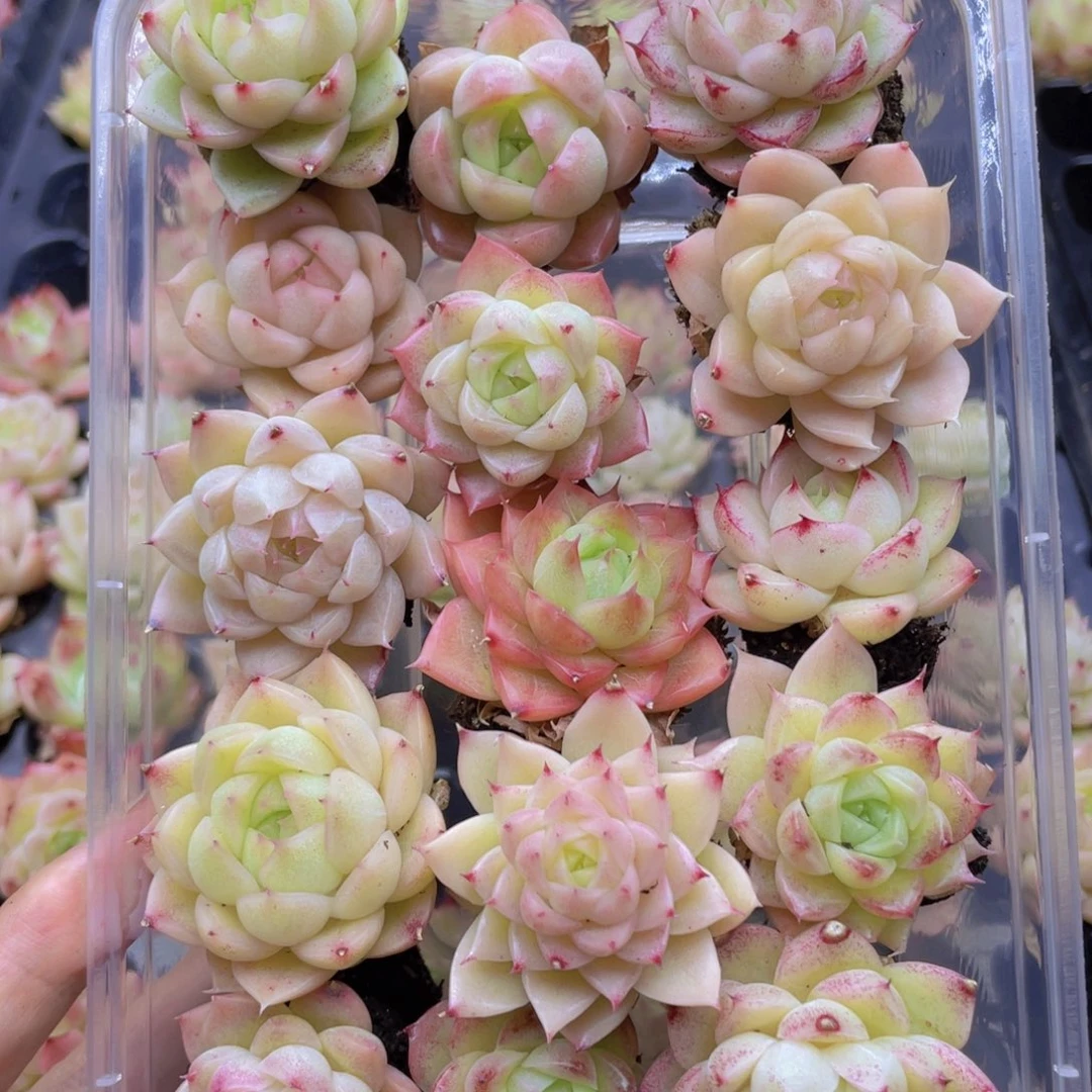 开心快乐幸福032