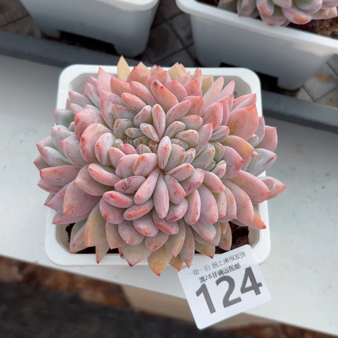橙梦露缀化无盆土发货