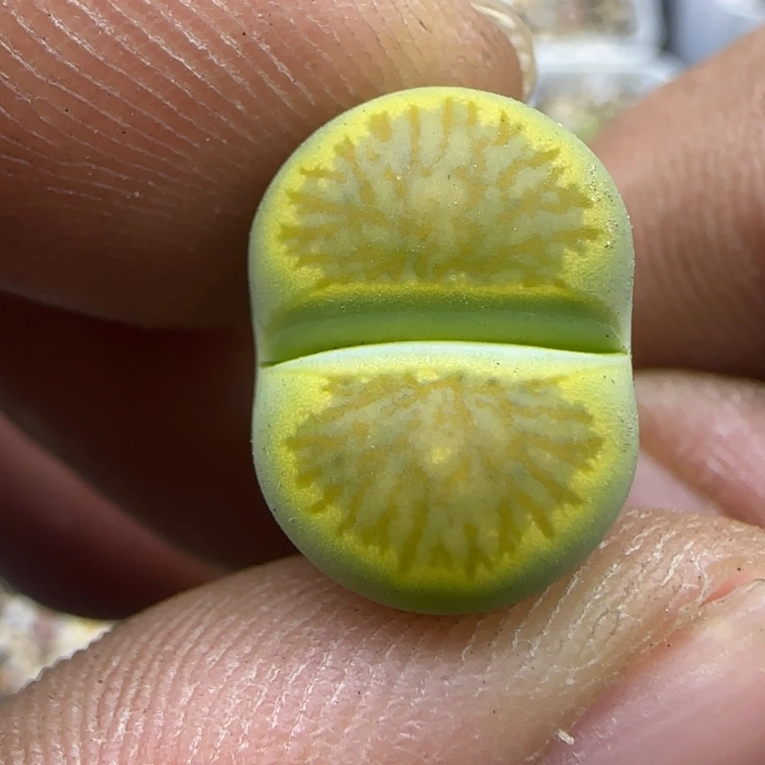 819 生石花大棚直播