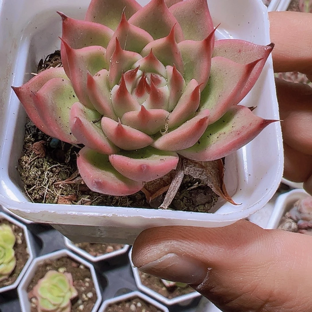 托斯卡19包邮多肉植物