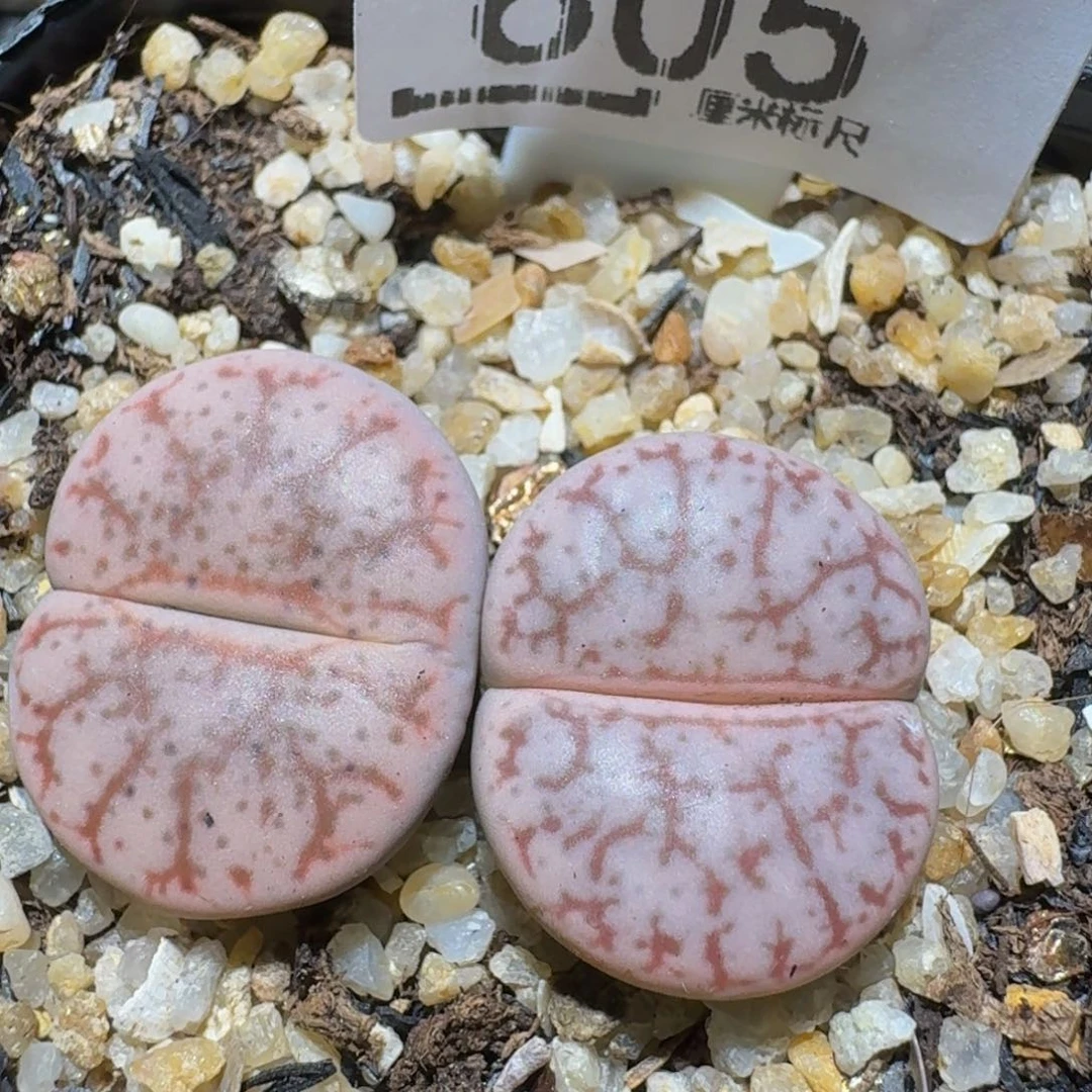 zzzzz精品生石花605