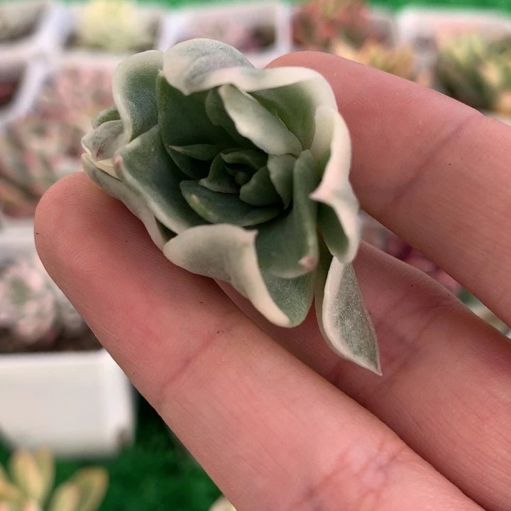 海浪锦，锦哥多肉