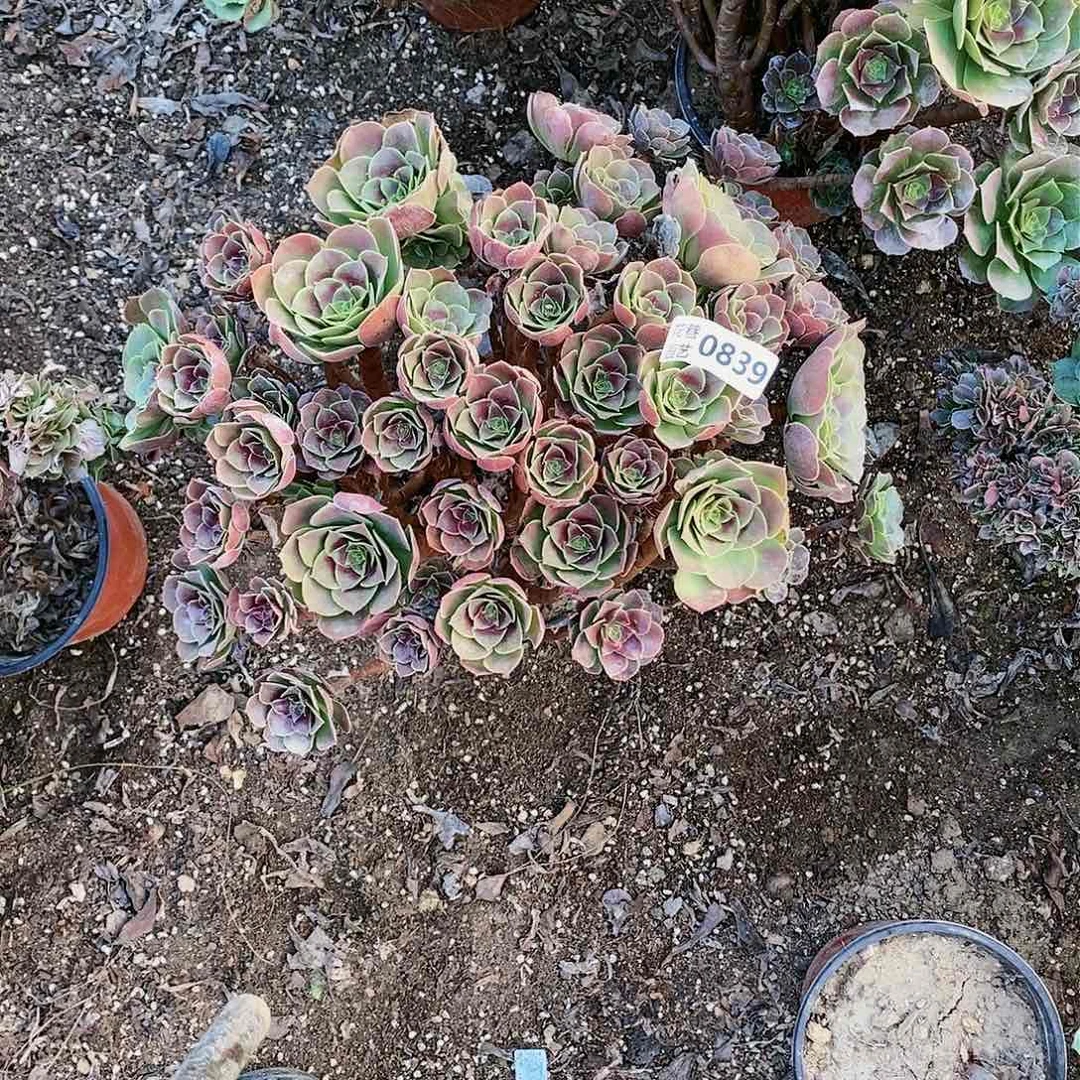 清**汇839号柠檬玫瑰多肉植物