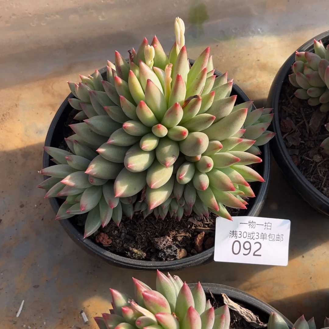 ****࿐092二代鱼美人多肉植物～