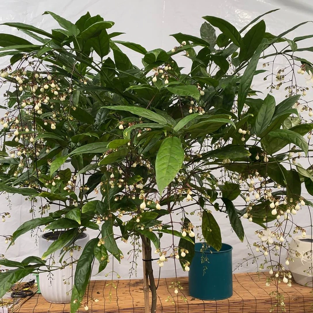 无花朵垂丝茉莉大颗一盆