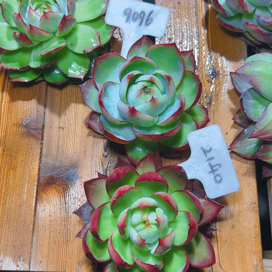 惊鸿仙子2140.9096号