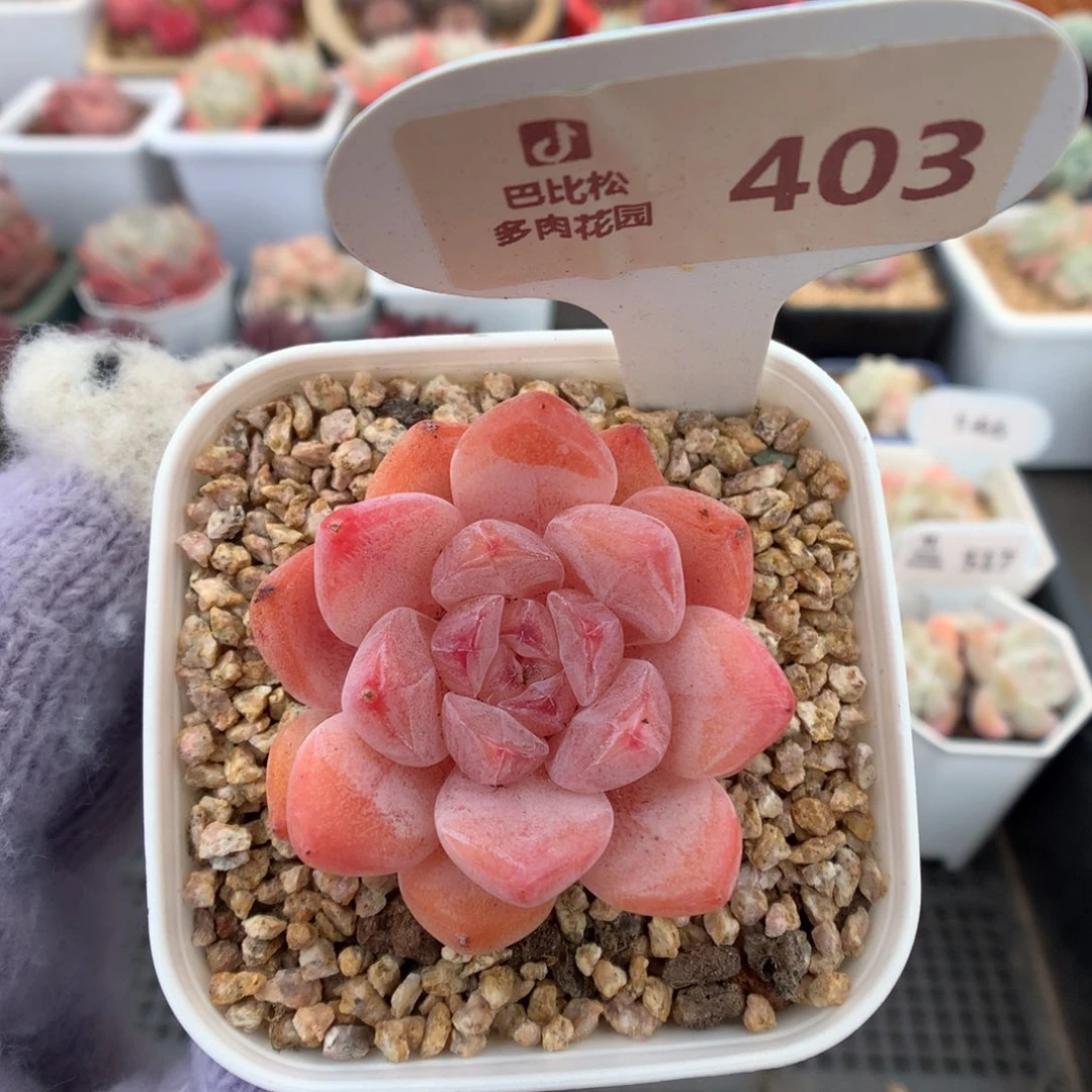 403糖心多肉植物