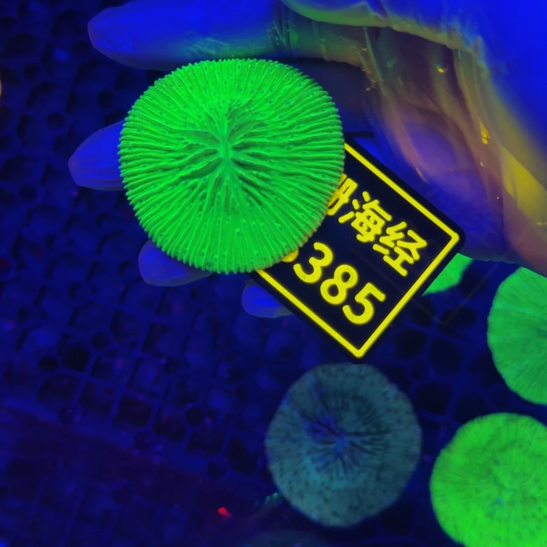 纽扣珊瑚风***来晓晓不包邮绿飞盘B385