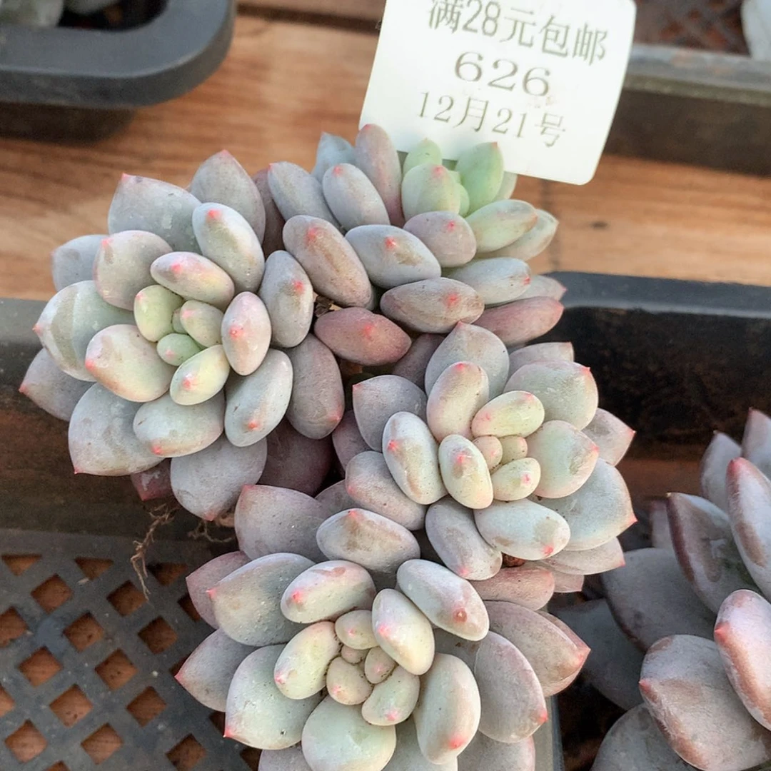 【闪购商品】云626年