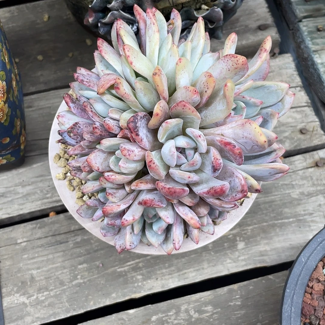 16头橙梦露朵朵缀