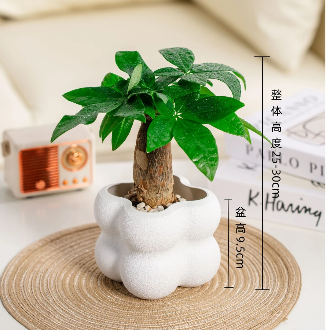 桌面盆栽发财树（约25~30cm）四季常青办公室创意花卉绿植盆栽送礼