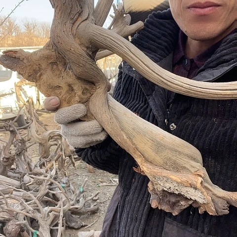 【闪购商品】柏木（崖柏）26