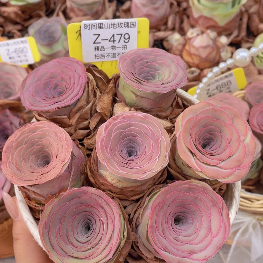 山地玫瑰花篮组合Z479