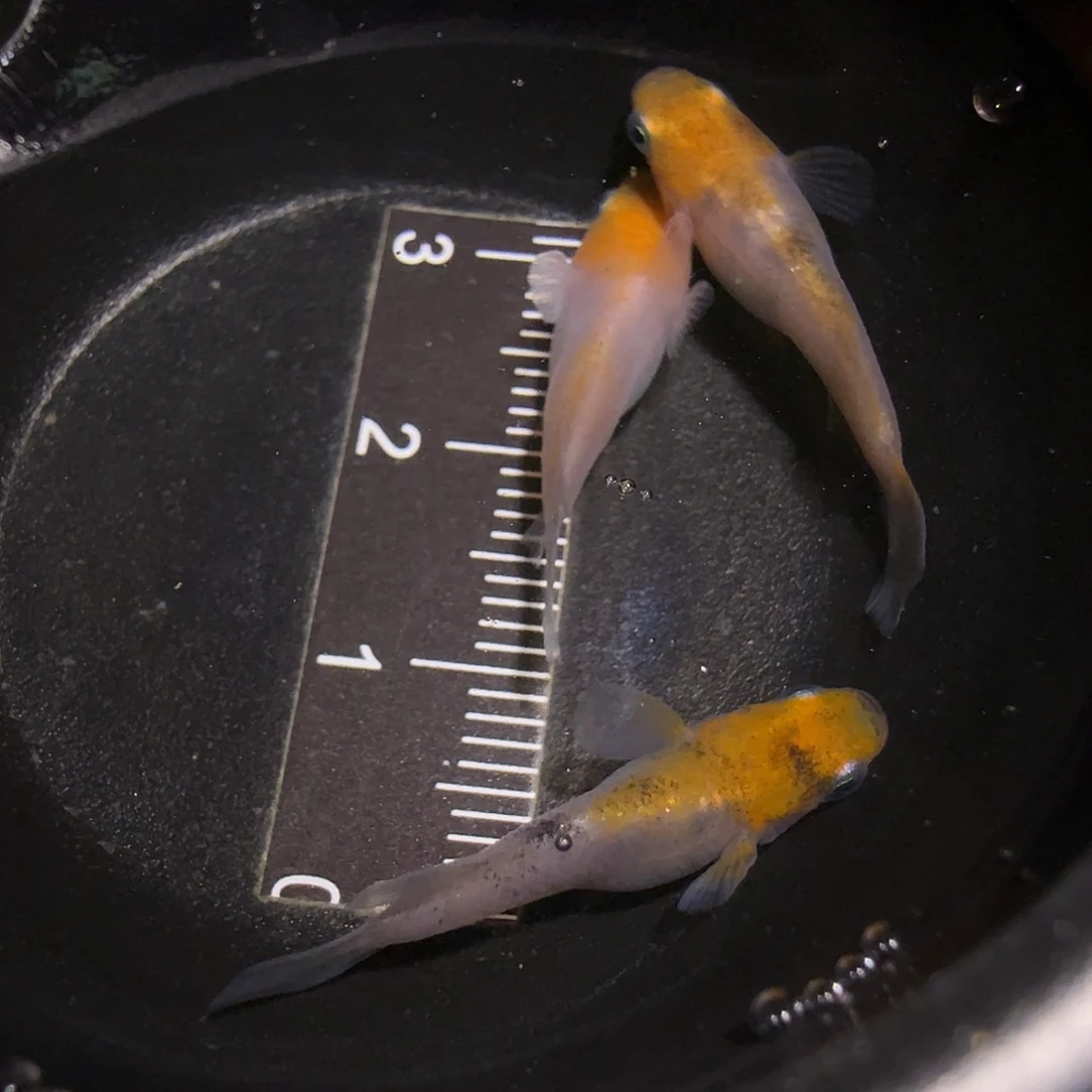 青鳉鱼一物一拍847