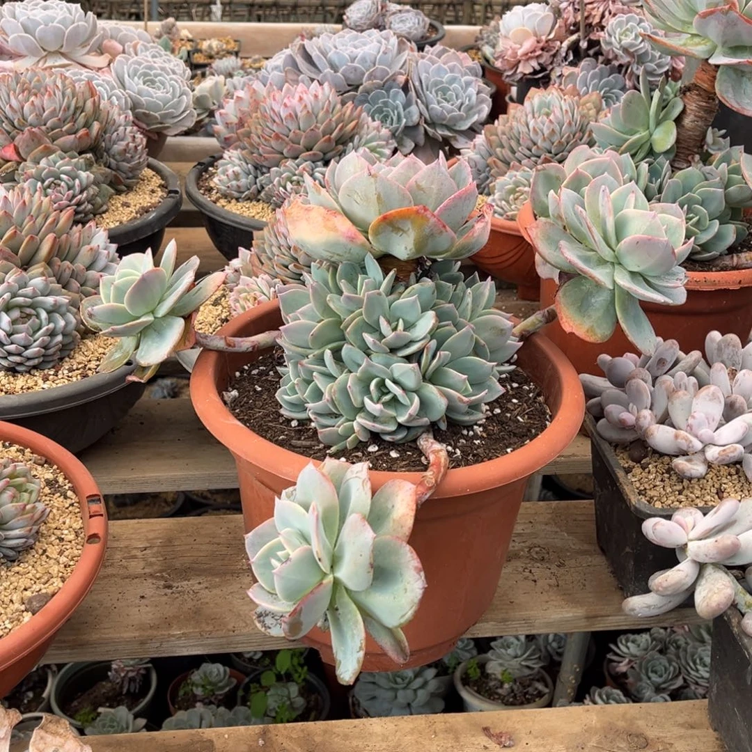 血凤飘枝双层手捧官服40