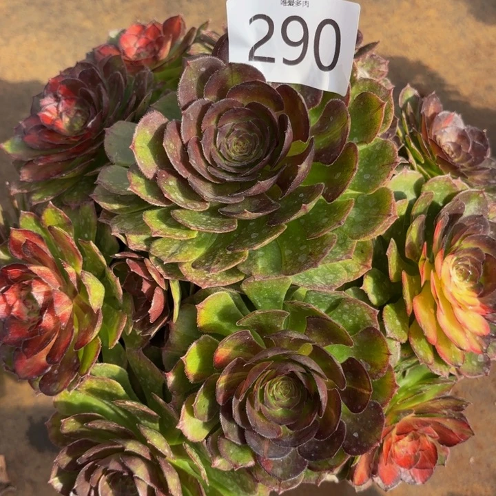 哈哈多肉植物福利290